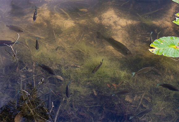 Largemouth Bass Spawning