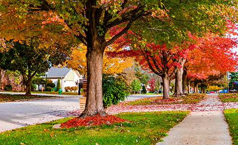 Autumn trees with multi-colored leaves
